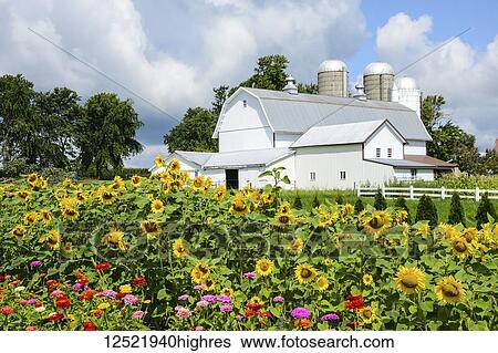 Flowers in bloom on the farm, Finger Lakes Region; New York, United States of America View Large Photo Image Stock Photograph - Flowers in bloom on the farm, Finger Lakes Region; New York, United States of America. Fotosearch