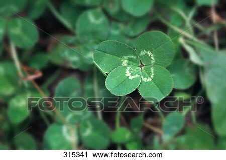 Four leafed clover View Large Photo Image Stock Image - Four leafed clover. Fotosearch