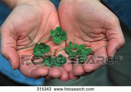 Four leafed clovers in cupped hands View Large Photo Image Stock Image - Four leafed clovers in cupped hands. Fotosearch