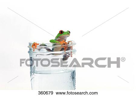 Frog escaping from glass of water View Large Photo Image Stock Photo - Frog escaping from glass of water. Fotosearch