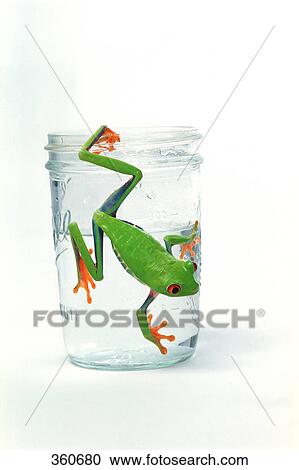 Frog leaping away from glass of water View Large Photo Image Stock Image - Frog leaping away from glass of water. Fotosearch