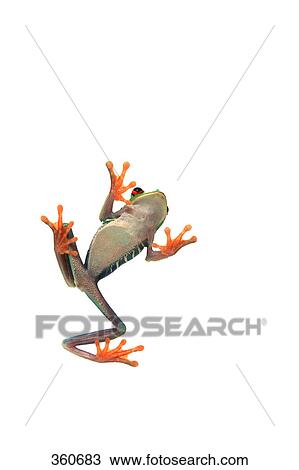Stock Image - Frog on glass pane. Fotosearch