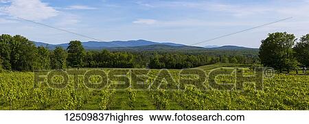 Frontenac Gris grapes growing in a lush, green vineyard; Shefford, Quebec, Canada View Large Photo Image Stock Photograph - Frontenac Gris grapes growing in a lush, green vineyard; Shefford, Quebec, Canada. Fotosearch