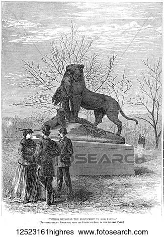 Gleason's Pictorial Drawing Room Companion, 1852 etching or wood engraving. Tigress bringing the first fruit to her young, a statue in Central Park by Cain. Tigress and cubs bronze. View Large Photo Image Stock Photograph - Gleason's Pictorial Drawing Room Companion, 1852 etching or wood engraving. Tigress bringing the first fruit to her young, a statue in Central Park by Cain. Tigress and cubs bronze.. Fotosearch
