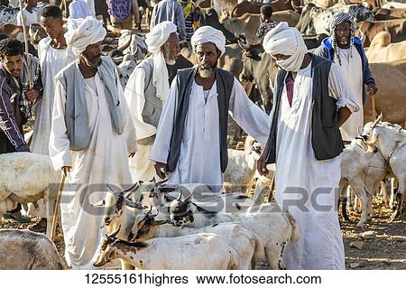 Stock Photograph - Goat herders with their goats at the Monday livestock market; Keren, Anseba Region, Eritrea. Fotosearch