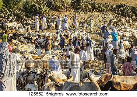 Stock Photograph - Goat herders with their goats at the Monday livestock market; Keren, Anseba Region, Eritrea. Fotosearch