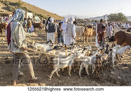 Stock Photograph - Goat herders with their goats at the Monday livestock market; Keren, Anseba Region, Eritrea. Fotosearch