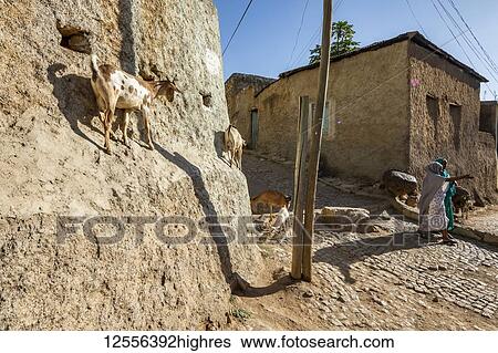 Stock Photograph - Goats on the wall of a house in Harar Jugol, the Fortified Historic Town; Harar, Harari Region, Ethiopia. Fotosearch
