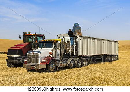 Grain Cart Unloading Wheat Into A Grain Truck In The Palouse Region Of Eastern Washington; Washington, United States Of America View Large Photo Image Stock Photograph - Grain Cart Unloading Wheat Into A Grain Truck In The Palouse Region Of Eastern Washington; Washington, United States Of America. Fotosearch