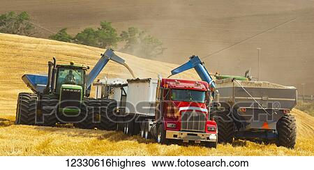 Grain Carts Offloading Grain Into A Transport Truck In Eastern Washington; Washington, United States Of America View Large Photo Image Stock Photograph - Grain Carts Offloading Grain Into A Transport Truck In Eastern Washington; Washington, United States Of America. Fotosearch