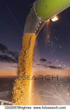 Stock Photograph - Grain wagon unloading corn into grain truck at twilight, near Nerstrand; Minnesota, United States of America. Fotosearch