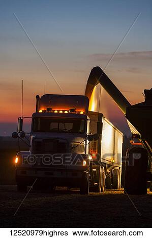 Grain wagon unloading corn into grain truck at twilight, near Nerstrand; Minnesota, United States of America View Large Photo Image Stock Photograph - Grain wagon unloading corn into grain truck at twilight, near Nerstrand; Minnesota, United States of America. Fotosearch