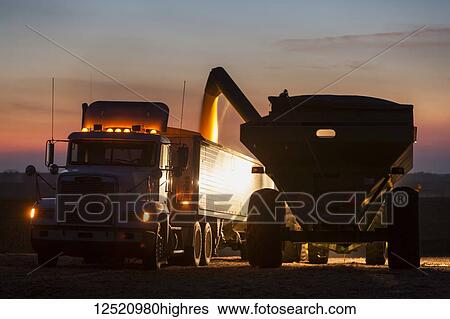 Stock Photograph - Grain wagon unloading corn into grain truck at twilight, near Nerstrand; Minnesota, United States of America. Fotosearch