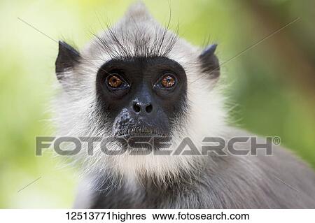Stock Photograph - Gray langurs or Hanuman langurs (Semnopithecus entellus) are the most widespread langurs of the Indian Subcontinent. They are found throughout most of India and Sri Lanka, where this image was taken, and are also established in parts of Pakistan,.... Fotosearch