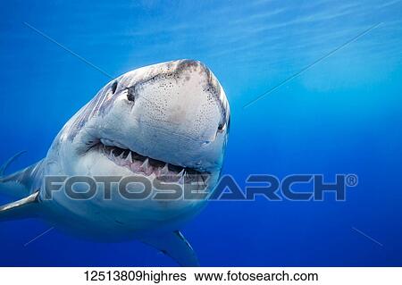 Great White Shark (Carcharodon carcharias) was photographed off Guadalupe Island; Mexico View Large Photo Image Stock Photograph - Great White Shark (Carcharodon carcharias) was photographed off Guadalupe Island; Mexico. Fotosearch