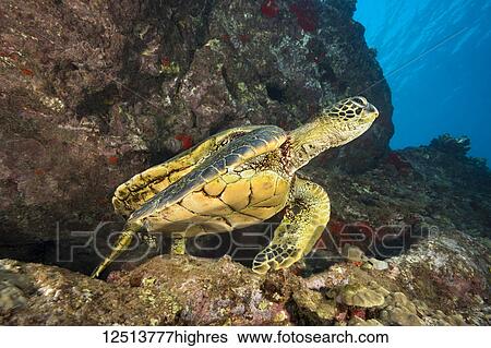 Green sea turtle (Chelonia mydas), an endangered species, in an underwater crevice off West Maui; Maui, Hawaii, United States of America View Large Photo Image Stock Photograph - Green sea turtle (Chelonia mydas), an endangered species, in an underwater crevice off West Maui; Maui, Hawaii, United States of America. Fotosearch