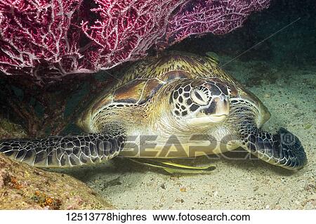 Stock Photograph - Green sea turtle (Chelonia mydas), an endangered species, is resting under a fan of gorgonian coral along with two remora; Philippines. Fotosearch