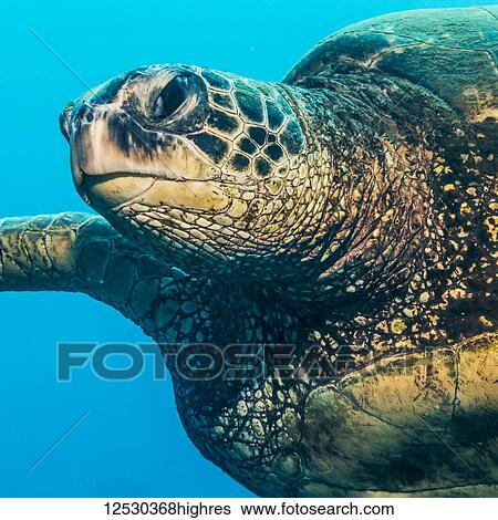 Stock Photograph - Green Sea Turtle (Chelonia mydas) swimming off Kauai, Hawaii, during the spring; Kauai, Hawaii, United States of America. Fotosearch