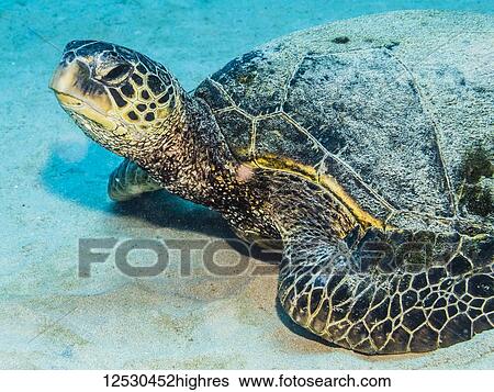 Stock Photograph - Green Sea Turtle (Chelonia mydas) resting on a sandy bottom adjacent to Kauai, Hawaii, in the spring; Kauai, Hawaii, United States of America. Fotosearch