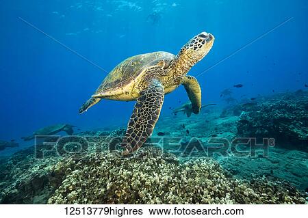 Stock Photograph - Green sea turtles (Chelonia mydas), an endangered species, gathering at a cleaning station off Maui; Maui, Hawaii, United States of America. Fotosearch