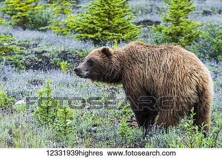 Stock Photograph - Grizzly bear (Ursus arctos horribilis) in the Yukon along the Alcan; Yukon, Canada. Fotosearch
