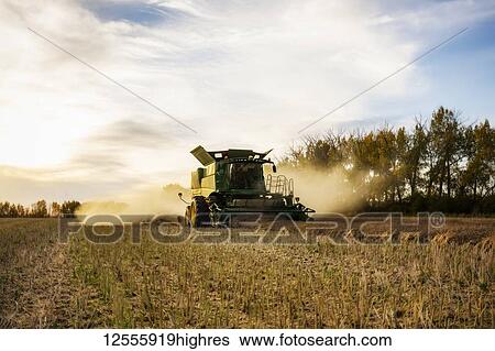 Stock Photograph - Harvesting a canola crop with a combine on a swathed crop at sunset; Legal, Alberta, Canada. Fotosearch