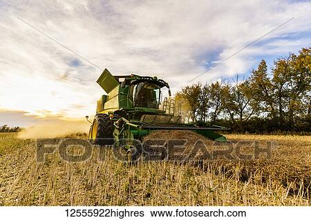 Stock Photograph - Harvesting a canola crop with a combine on a swathed crop at sunset; Legal, Alberta, Canada. Fotosearch