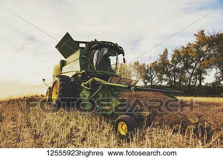 Stock Photograph - Harvesting a canola crop with a combine on a swathed crop at sunset; Legal, Alberta, Canada. Fotosearch