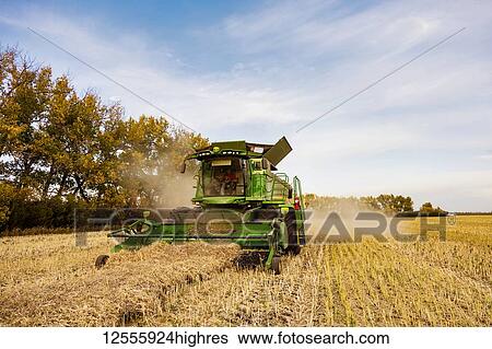 Stock Photograph - Harvesting a canola crop with a combine on a swathed crop at sunset; Legal, Alberta, Canada. Fotosearch