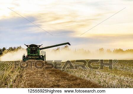 Stock Photograph - Harvesting a canola crop with a combine on a swathed crop at sunset; Legal, Alberta, Canada. Fotosearch