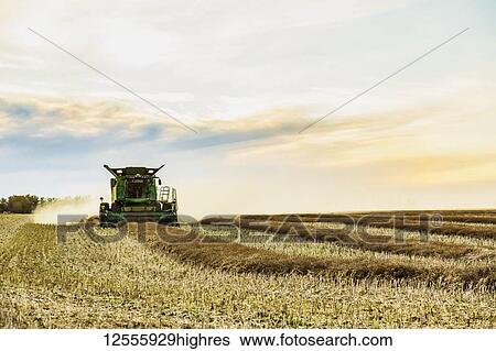 Stock Photograph - Harvesting a canola crop with a combine on a swathed crop at sunset; Legal, Alberta, Canada. Fotosearch