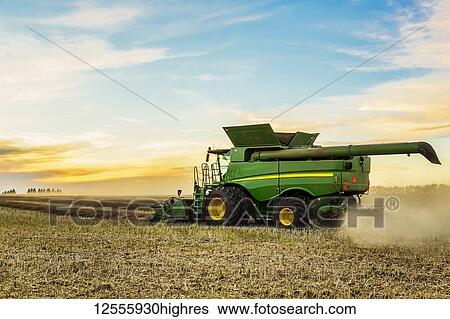 Harvesting a canola crop with a combine on a swathed crop at sunset; Legal, Alberta, Canada View Large Photo Image Stock Photograph - Harvesting a canola crop with a combine on a swathed crop at sunset; Legal, Alberta, Canada. Fotosearch