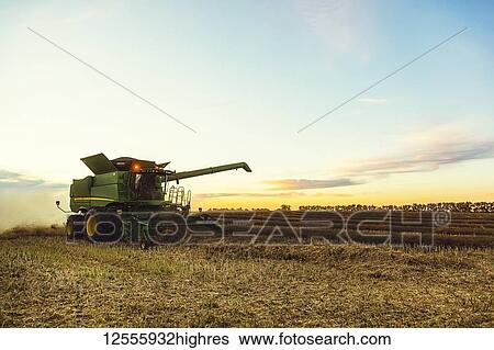 Stock Photograph - Harvesting a canola crop with a combine on a swathed crop at sunset; Legal, Alberta, Canada. Fotosearch