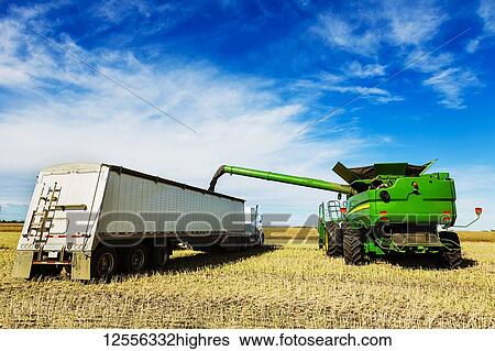 Stock Photograph - Harvesting canola and transferring the load from the combine to a grain truck using the auger; Legal, Alberta, Canada. Fotosearch
