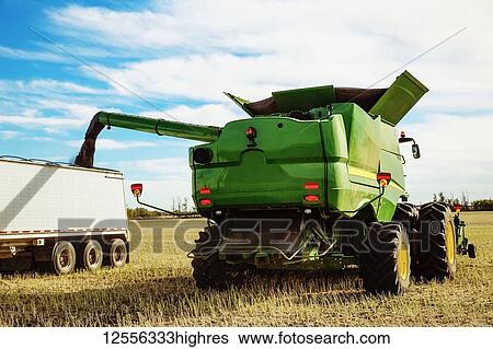 Stock Photograph - Harvesting canola and transferring the load from the combine to a grain truck using the auger; Legal, Alberta, Canada. Fotosearch