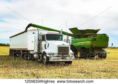 Stock Photograph - Harvesting canola and transferring the load from the combine to a grain truck using the auger; Legal, Alberta, Canada. Fotosearch