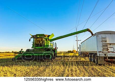Stock Photograph - Harvesting canola and transferring the load from the combine to a grain truck using the auger; Legal, Alberta, Canada. Fotosearch