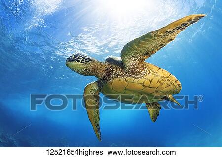 Stock Photograph - Hawaiian Green Sea Turtle (Chelonia mydas); Maui, Hawaii, United States of America. Fotosearch