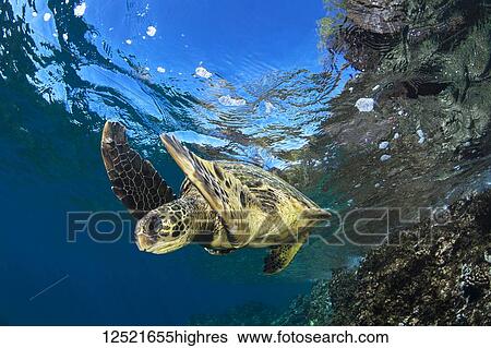 Stock Photograph - Hawaiian Green Sea Turtle (Chelonia mydas); Maui, Hawaii, United States of America. Fotosearch