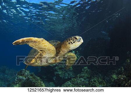 Stock Photograph - Hawaiian Green Sea Turtle (Chelonia mydas); Maui, Hawaii, United States of America. Fotosearch
