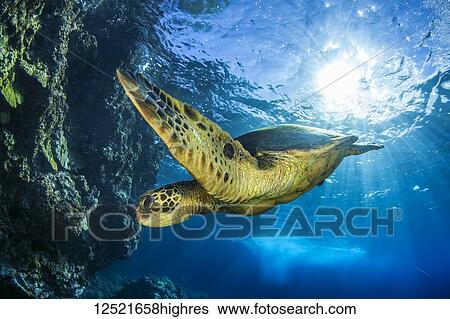 Hawaiian Green Sea Turtle (Chelonia mydas); Maui, Hawaii, United States of America View Large Photo Image Stock Photograph - Hawaiian Green Sea Turtle (Chelonia mydas); Maui, Hawaii, United States of America. Fotosearch