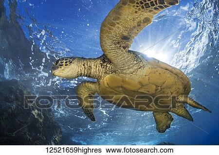 Stock Photograph - Hawaiian Green Sea Turtle (Chelonia mydas); Maui, Hawaii, United States of America. Fotosearch