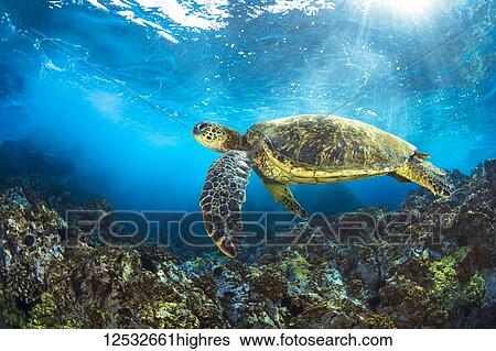 Stock Photograph - Hawaiian Green Sea Turtle (Chelonia mydas) named 'Honu'; Makena, Maui, Hawaii, United States of America. Fotosearch