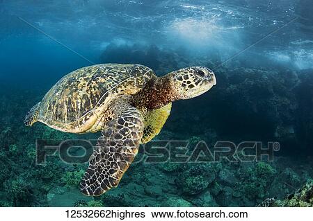 Stock Photograph - Hawaiian Green Sea Turtle (Chelonia mydas) named 'Honu'; Makena, Maui, Hawaii, United States of America. Fotosearch