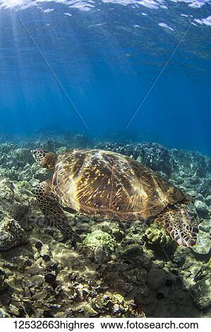 Stock Photograph - Hawaiian Green Sea Turtle (Chelonia mydas) named 'Honu'; Makena, Maui, Hawaii, United States of America. Fotosearch