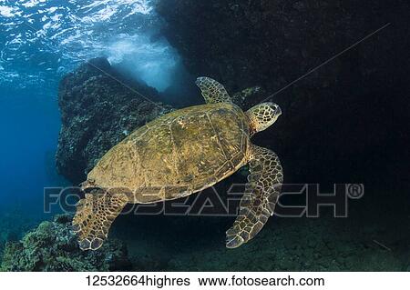 Stock Photograph - Hawaiian Green Sea Turtle (Chelonia mydas) named 'Honu'; Makena, Maui, Hawaii, United States of America. Fotosearch