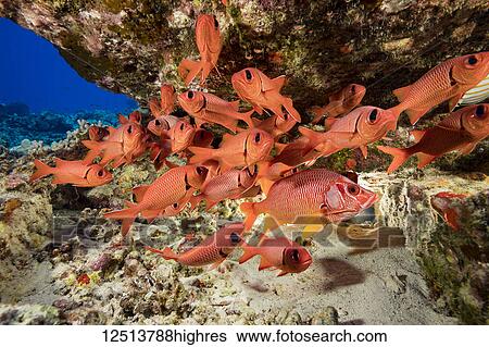 Stock Photograph - Hawaiian reef fish incuding a Longjaw Squirrelfish (Sargocentron spiniferum) and a school of Bigscale Soldierfish (Myripristis berndti); Hawaii, United States of America. Fotosearch