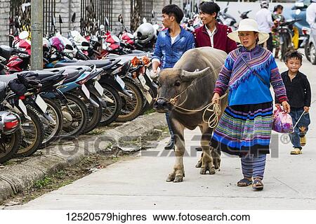 Stock Photograph - Hmong woman and water buffalo at the Sunday market; Bac Ha, Lao Cai, Vietnam. Fotosearch