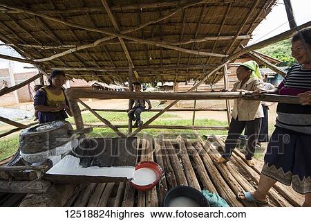 Stock Photograph - Hmong women grinding rice for the production of rice paper in Na Kam Peng, also called Bomb Village; Xiangkhouang, Laos. Fotosearch