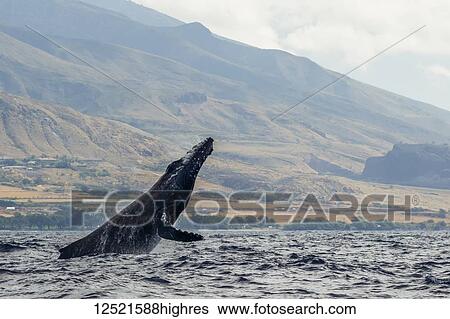 Stock Photograph - Humpback whale inflated head lunge; Lahaina, Maui, Hawaii, United States of America. Fotosearch